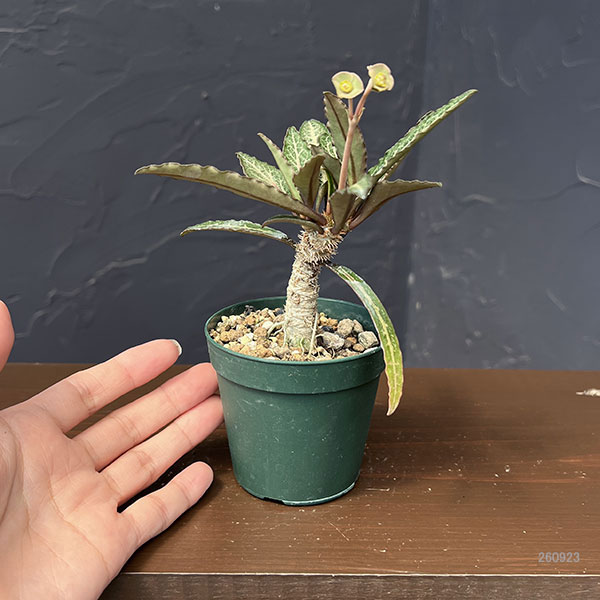 ユーフォルビア:フランコイシー(グリーン系) 2.5号鉢植え