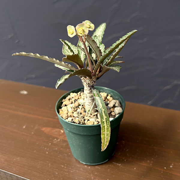 ユーフォルビア:フランコイシー(グリーン系) 2.5号鉢植え