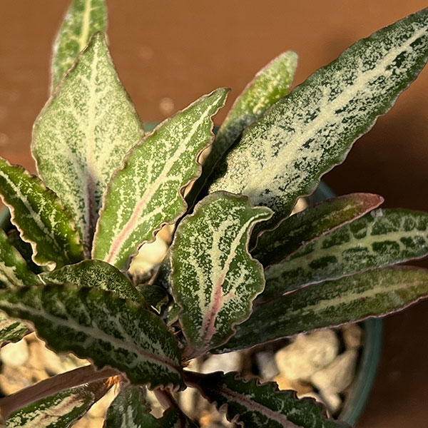 ユーフォルビア:フランコイシー(グリーン系) 2.5号鉢植え