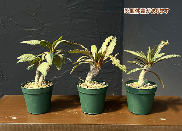 ユーフォルビア:フランコイシー(グリーン系) 2.5号鉢植え