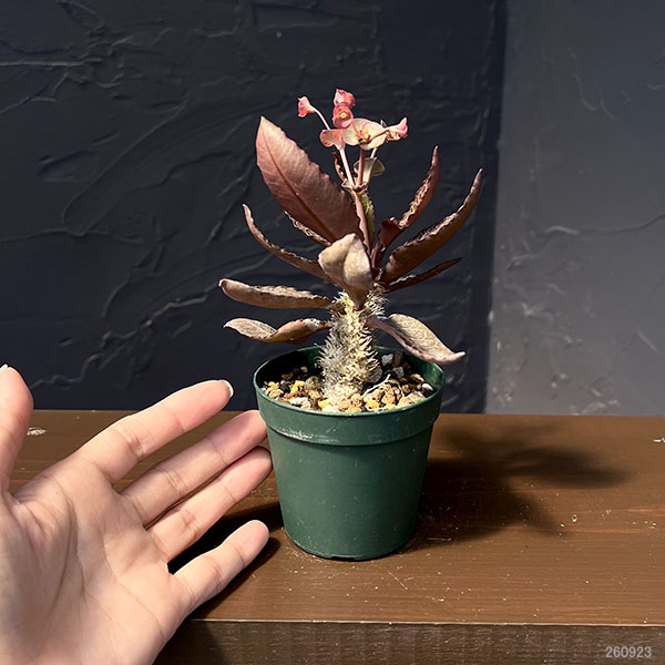 ユーフォルビア：フランコイシー（広葉系）　2.5号鉢植え