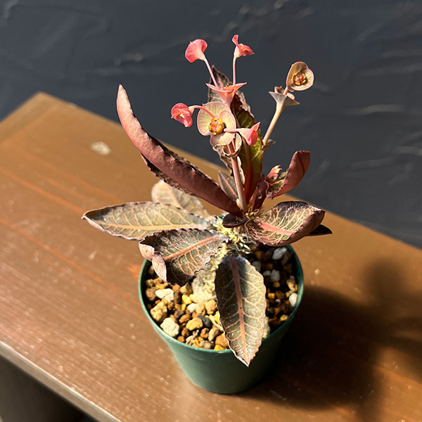 ユーフォルビア：フランコイシー（広葉系）　2.5号鉢植え