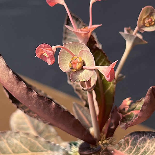 ユーフォルビア：フランコイシー（広葉系）　2.5号鉢植え