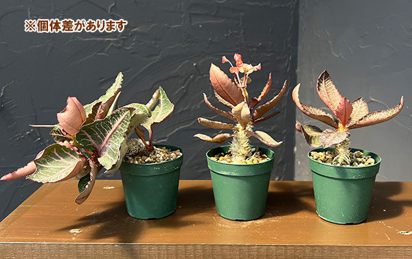 ユーフォルビア：フランコイシー（広葉系）　2.5号鉢植え