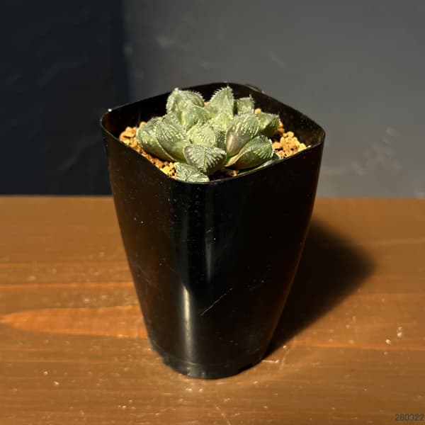 ハオルチア:ミラーボール×オブツーサ ジュリアナ 2.5号鉢植え