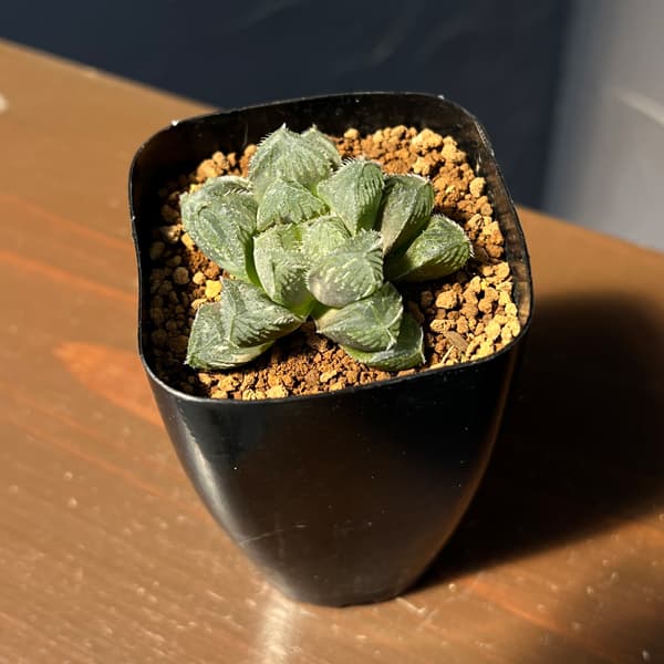 ハオルチア:ミラーボール×オブツーサ ジュリアナ 2.5号鉢植え