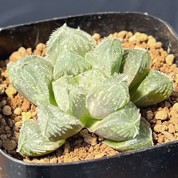 ハオルチア:ミラーボール×オブツーサ ジュリアナ 2.5号鉢植え