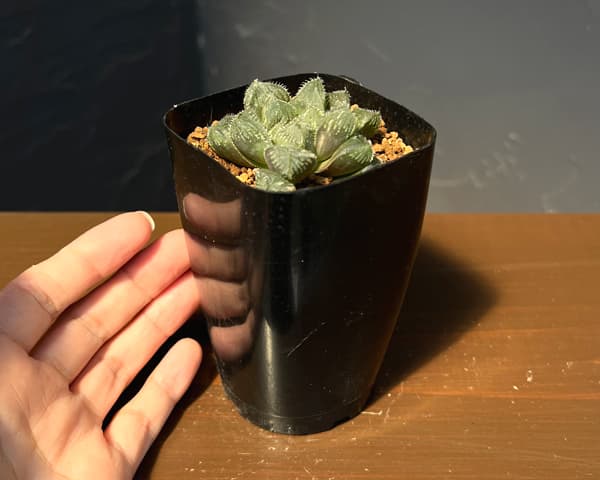 ハオルチア:ミラーボール×オブツーサ ジュリアナ 2.5号鉢植え