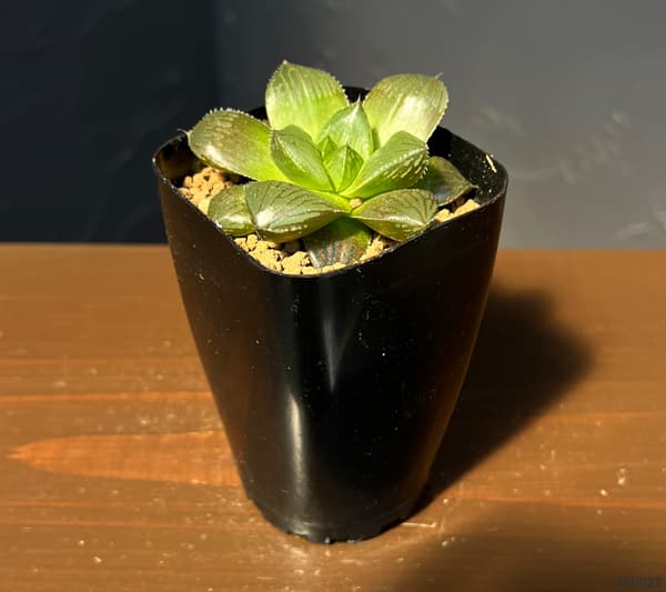 ハオルチア：交配美種ミッドナイト　2.5号鉢植え