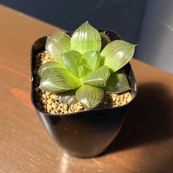 ハオルチア：交配美種ミッドナイト　2.5号鉢植え