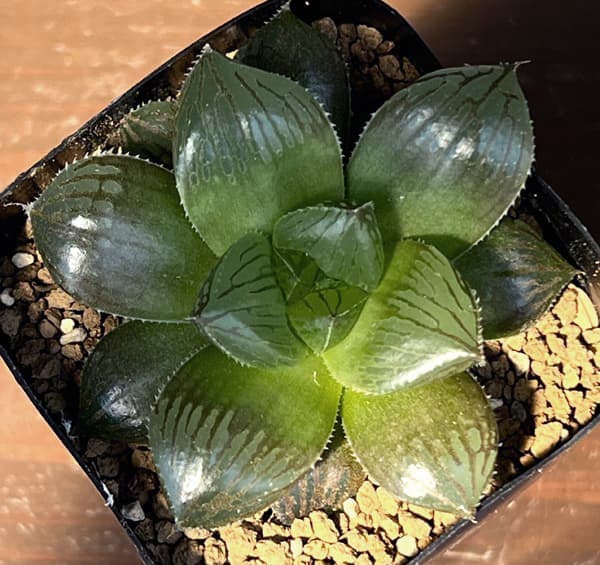 ハオルチア：交配美種ミッドナイト　2.5号鉢植え
