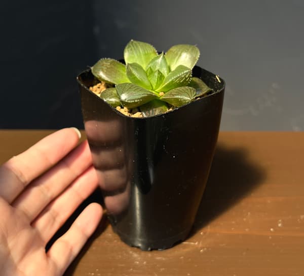 ハオルチア：交配美種ミッドナイト　2.5号鉢植え