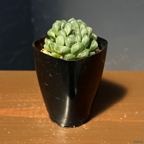 ハオルチア:オブツーサ交配美種 藤乙(ふじおと) 2.5号鉢植え