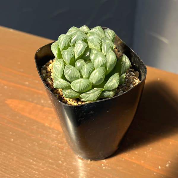 ハオルチア:オブツーサ交配美種 藤乙(ふじおと) 2.5号鉢植え