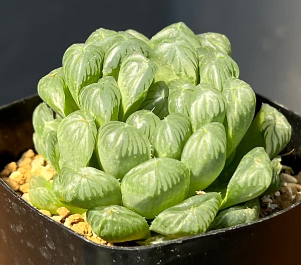 ハオルチア:オブツーサ交配美種 藤乙(ふじおと) 2.5号鉢植え
