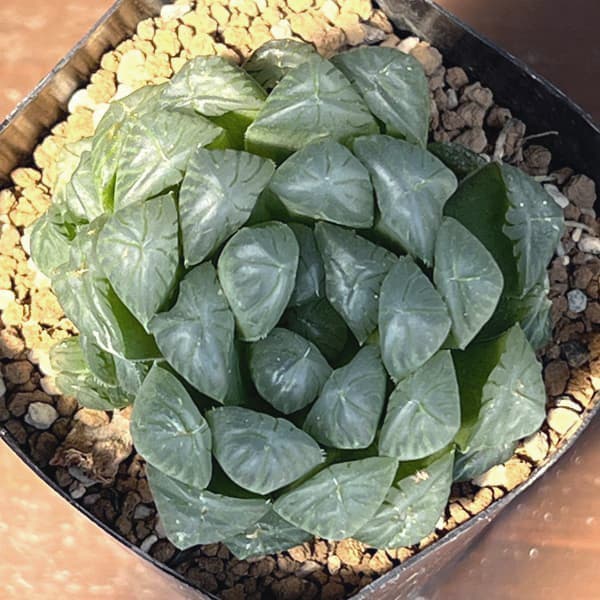 ハオルチア:オブツーサ交配美種 藤乙(ふじおと) 2.5号鉢植え