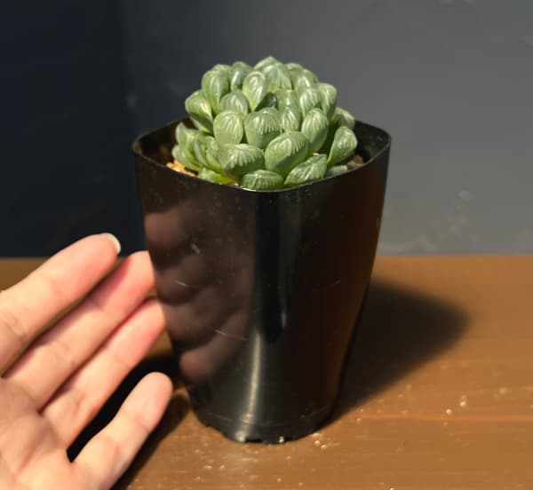 ハオルチア:オブツーサ交配美種 藤乙(ふじおと) 2.5号鉢植え