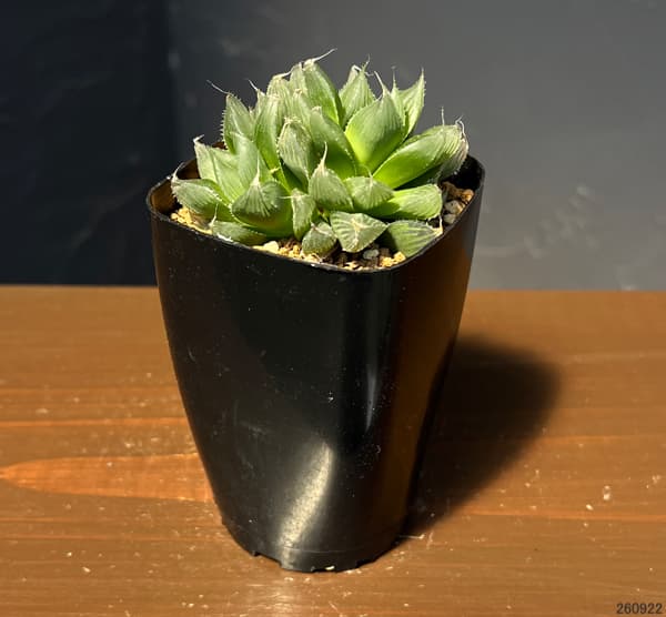 ハオルチア：USA巨大クーペリー　ブルーエンペラー　2.5号鉢植え