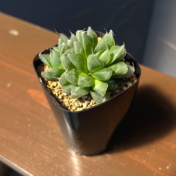 ハオルチア：USA巨大クーペリー　ブルーエンペラー　2.5号鉢植え