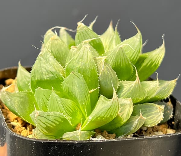 ハオルチア：USA巨大クーペリー　ブルーエンペラー　2.5号鉢植え