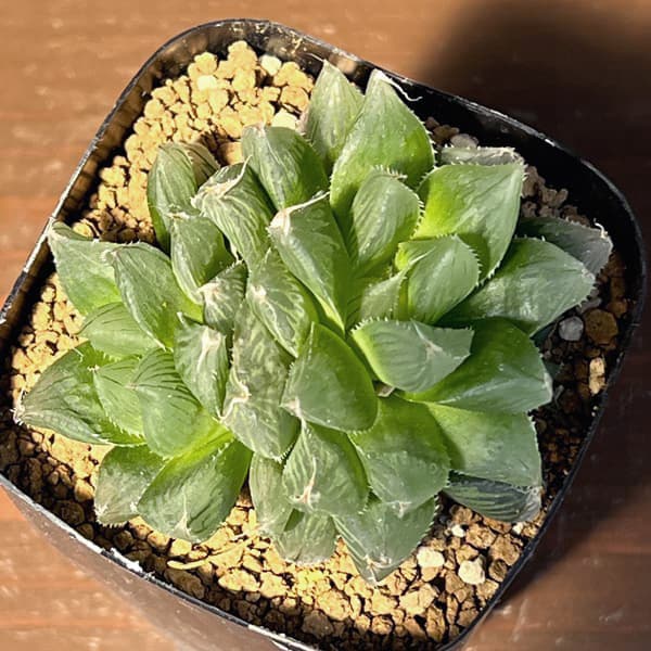 ハオルチア：USA巨大クーペリー　ブルーエンペラー　2.5号鉢植え