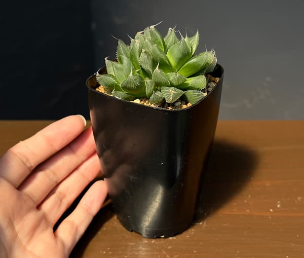 ハオルチア：USA巨大クーペリー　ブルーエンペラー　2.5号鉢植え