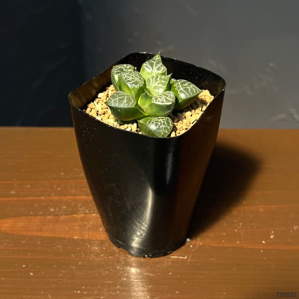 ハオルチア:黒川コンプト 2.5号鉢植え