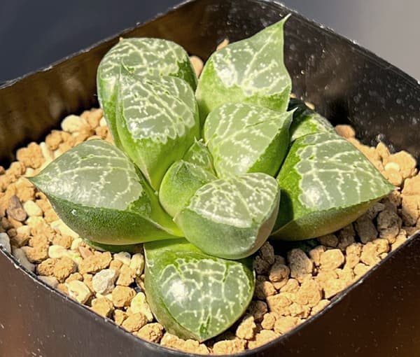 ハオルチア:黒川コンプト 2.5号鉢植え
