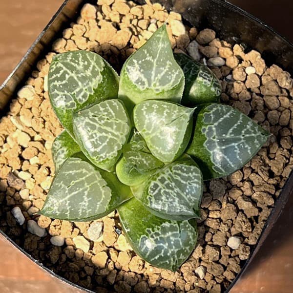 ハオルチア:黒川コンプト 2.5号鉢植え