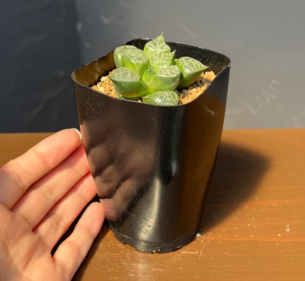 ハオルチア:黒川コンプト 2.5号鉢植え
