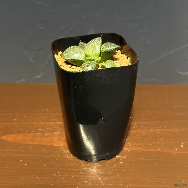 ハオルチア:CNM 白瑠璃×月虹未来 2.5号鉢植え