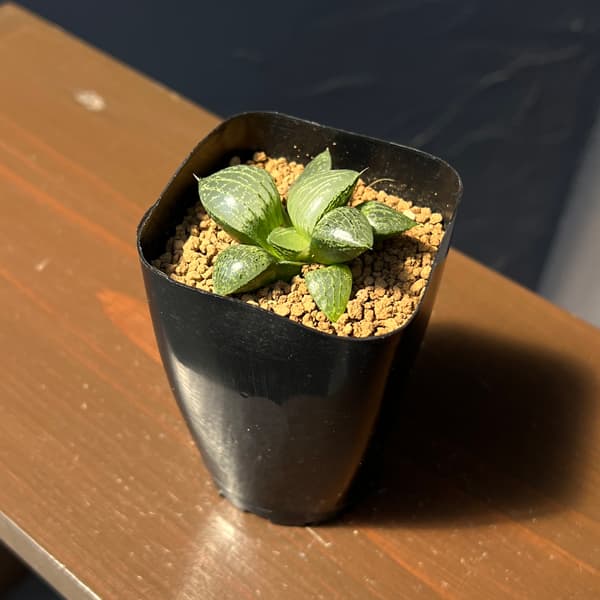 ハオルチア:CNM 白瑠璃×月虹未来 2.5号鉢植え