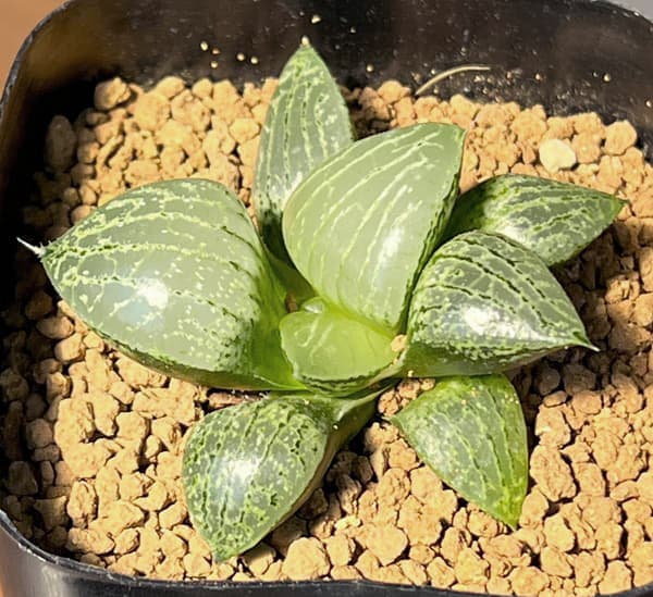 ハオルチア:CNM 白瑠璃×月虹未来 2.5号鉢植え