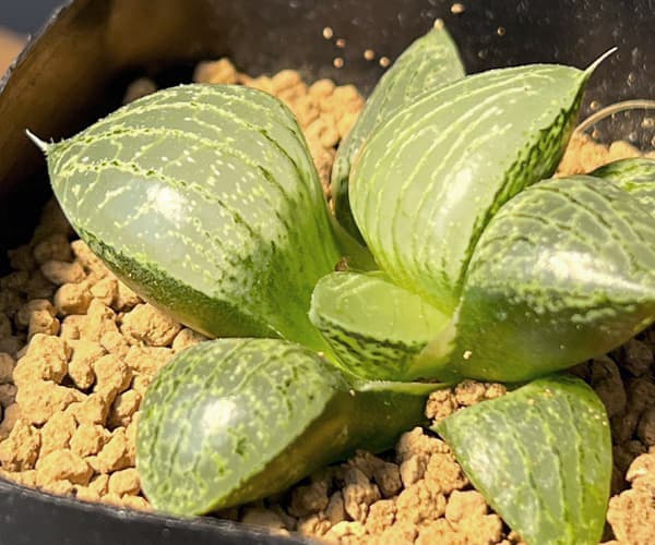 ハオルチア:CNM 白瑠璃×月虹未来 2.5号鉢植え