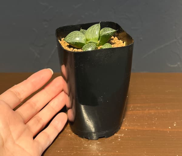 ハオルチア:CNM 白瑠璃×月虹未来 2.5号鉢植え