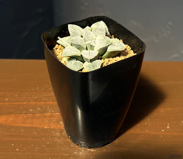 ハオルチア:大久保ピグマエア 2.5号鉢植え