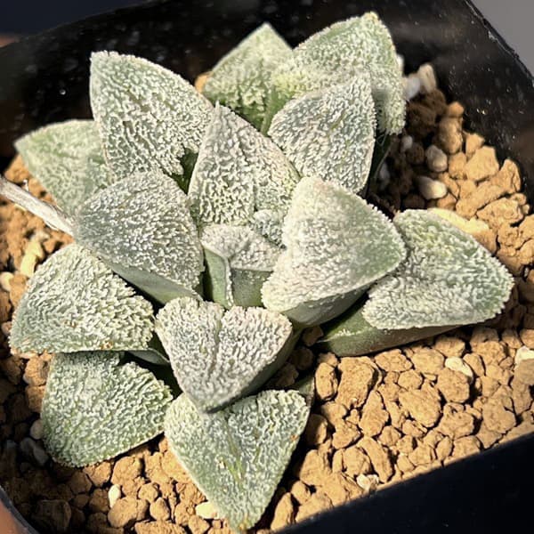 ハオルチア:大久保ピグマエア 2.5号鉢植え