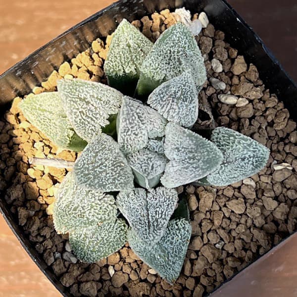 ハオルチア:大久保ピグマエア 2.5号鉢植え