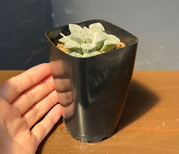 ハオルチア:大久保ピグマエア 2.5号鉢植え