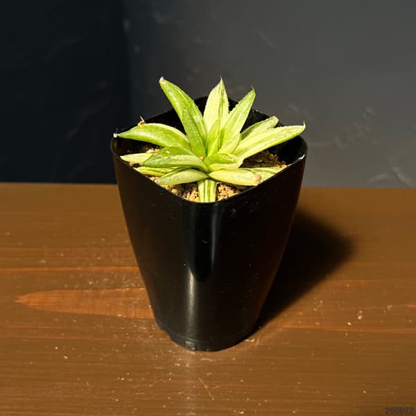 ハオルチア:京の華錦 2.5号鉢植え*