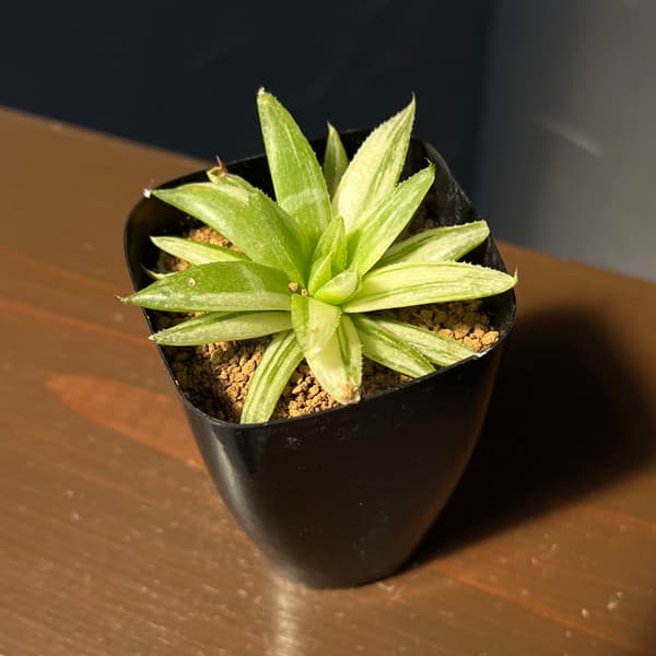 ハオルチア:京の華錦 2.5号鉢植え*