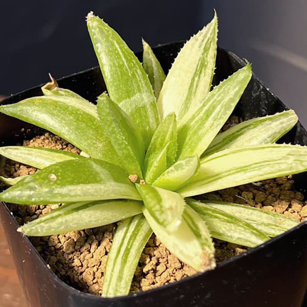 ハオルチア:京の華錦 2.5号鉢植え*