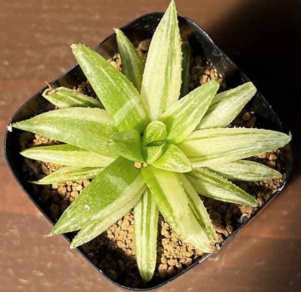 ハオルチア:京の華錦 2.5号鉢植え*