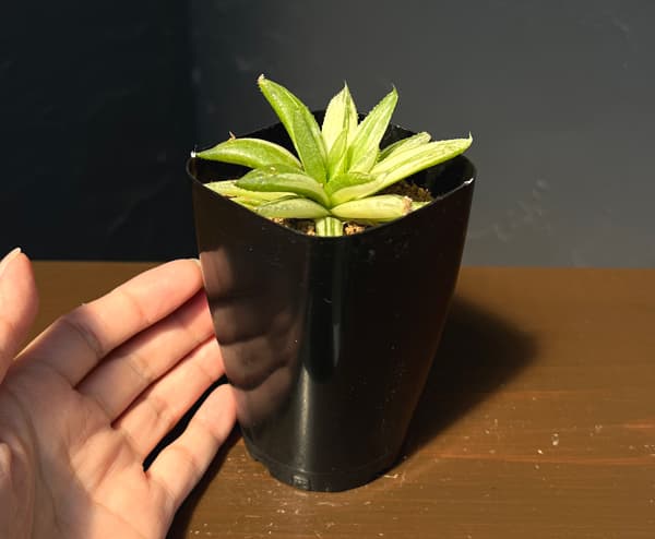 ハオルチア:京の華錦 2.5号鉢植え*