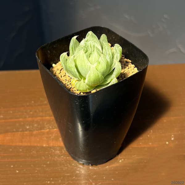 ハオルチア:白琥珀斑ボルシー交配種 ホワイトベル 2.5号鉢植え
