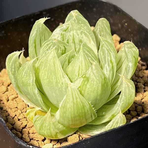ハオルチア:白琥珀斑ボルシー交配種 ホワイトベル 2.5号鉢植え