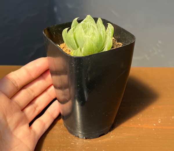ハオルチア:白琥珀斑ボルシー交配種 ホワイトベル 2.5号鉢植え