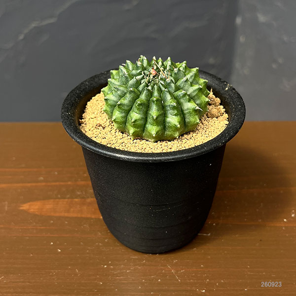 サボテン:ギムノカリキウム 牡丹玉モンスト 3号鉢植え