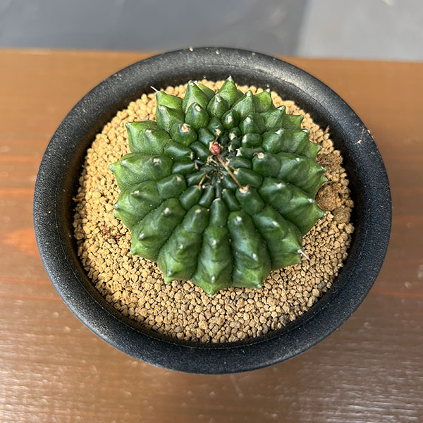 サボテン:ギムノカリキウム 牡丹玉モンスト 3号鉢植え