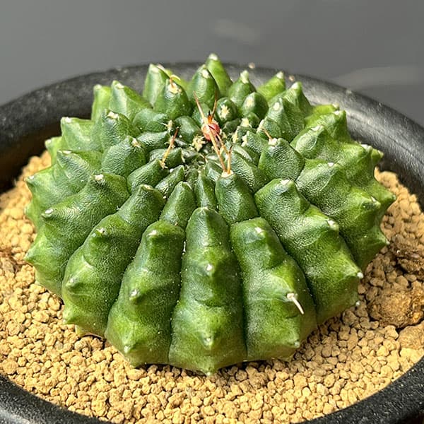 サボテン:ギムノカリキウム 牡丹玉モンスト 3号鉢植え